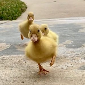 Meet your Posher, Nikki